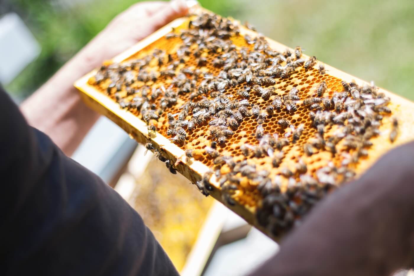 Ethical Beekeeping