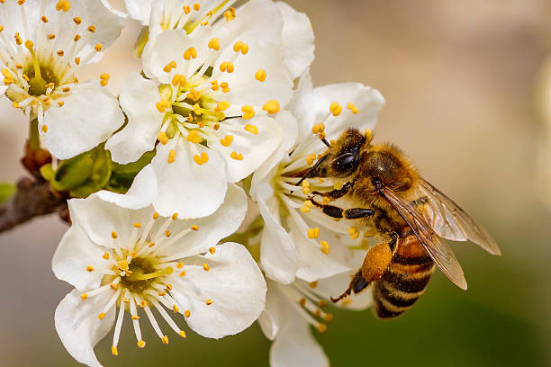 Nectar Collection